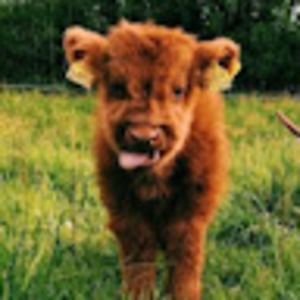 Meet your Posher, Morgen